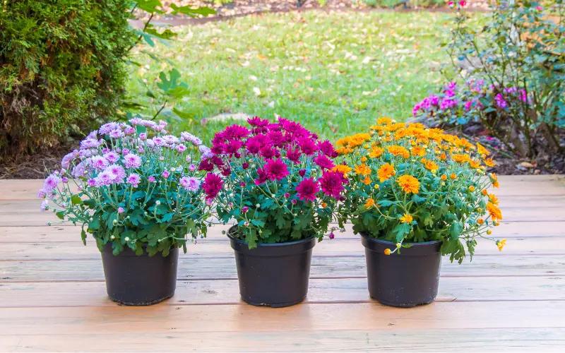 Jak dbać o kwiaty doniczkowe? Praktyczne wskazówki od Tulipanny